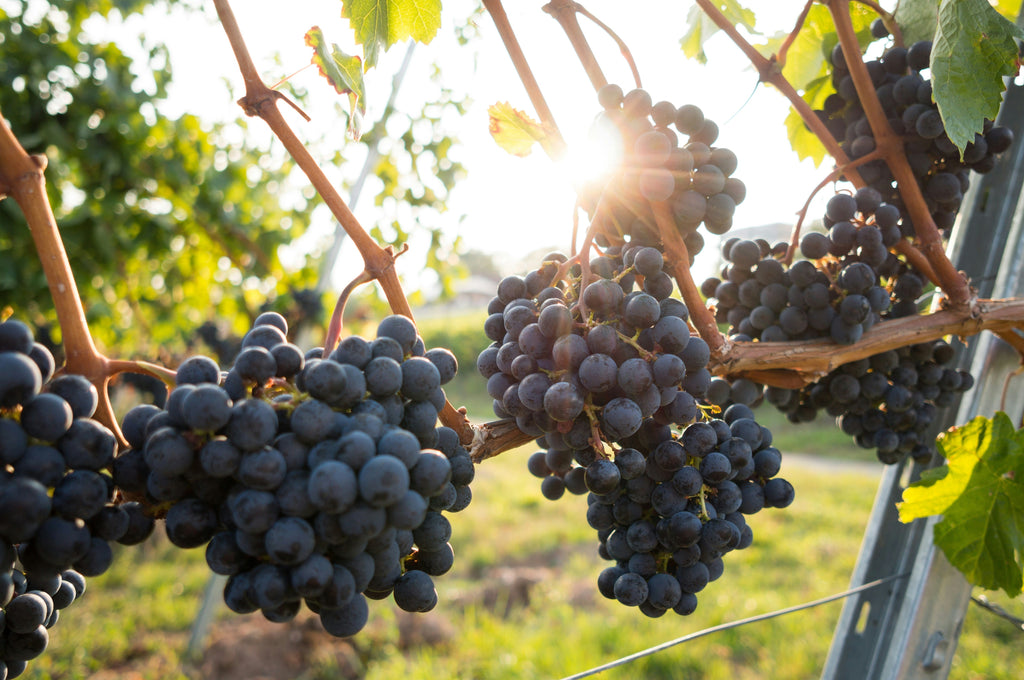 Sangiovese – Italiens mest klassiske rødvinsdrue