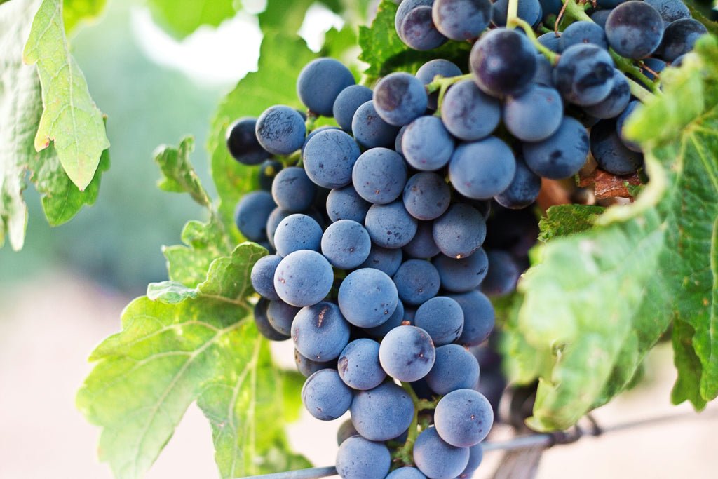 Tempranillo – Spaniens mest ikoniske rødvinsdrue
