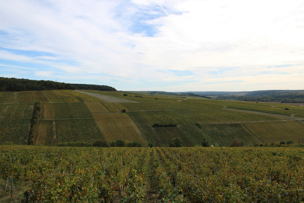 Hvad er Chardonnay? En guide til Chardonnay hvidvin