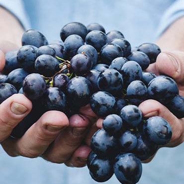 Druesorter i vin: Hvilken passer bedst til din smag?