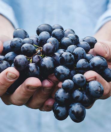 Druesorter i vin: Hvilken passer bedst til din smag?