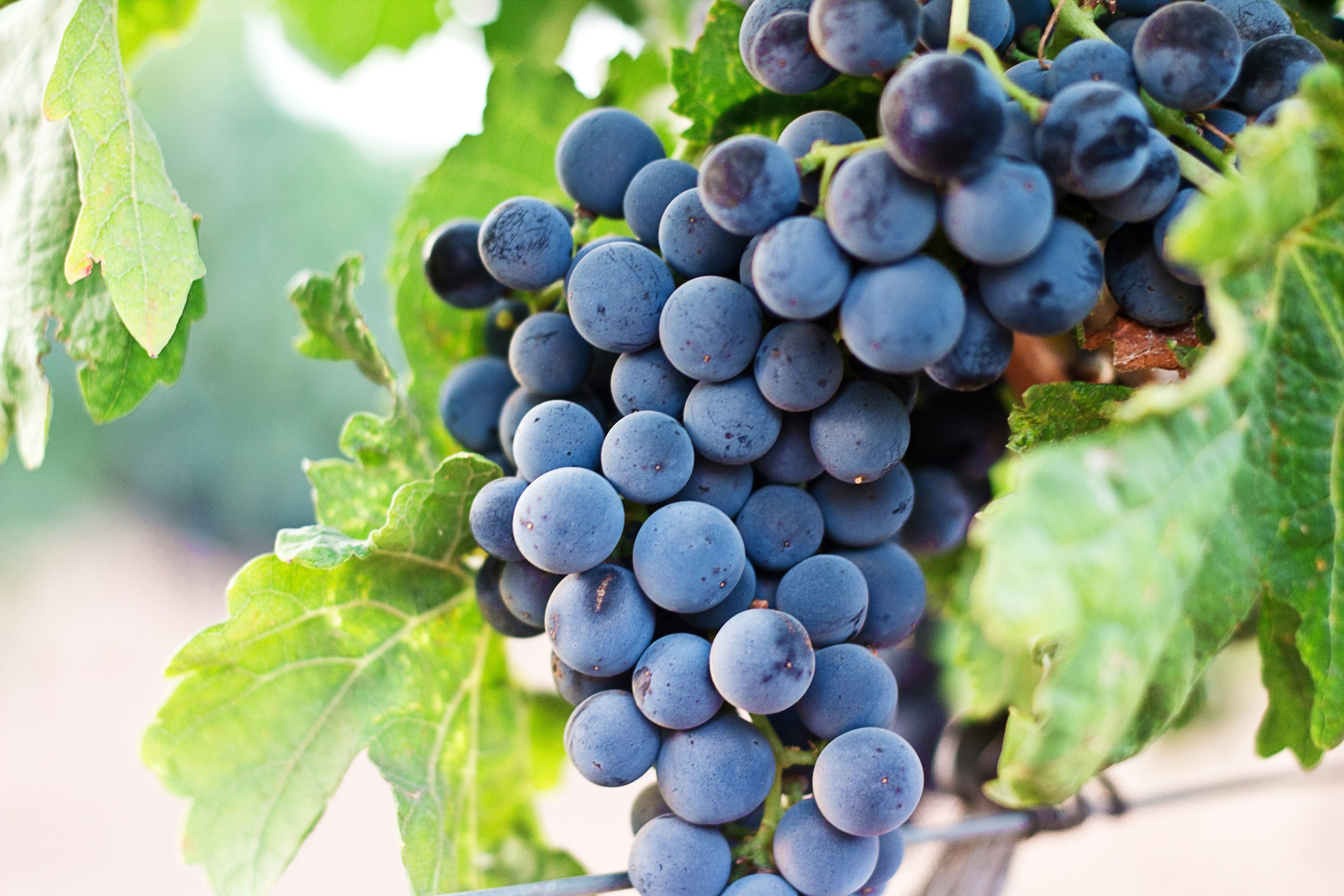 Tempranillo – Spaniens mest ikoniske rødvinsdrue