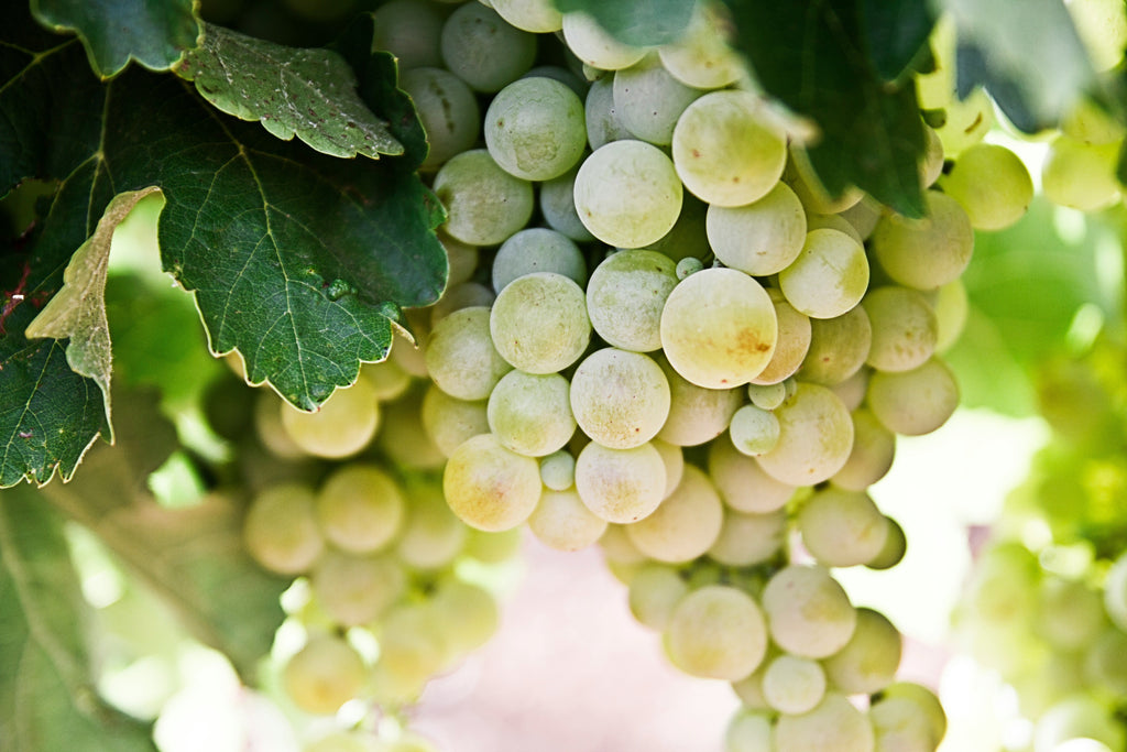 Viura (Macabeo) – Den alsidige hvidvinsdrue fra Spanien