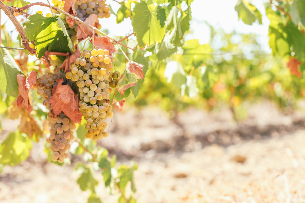 Godello – Elegant & fyldig hvidvin fra Spanien