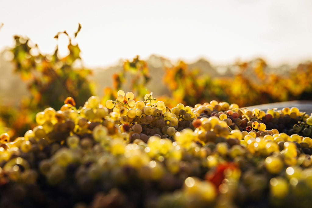 Albariño – Frisk & sprød hvidvin fra Rías Baixas