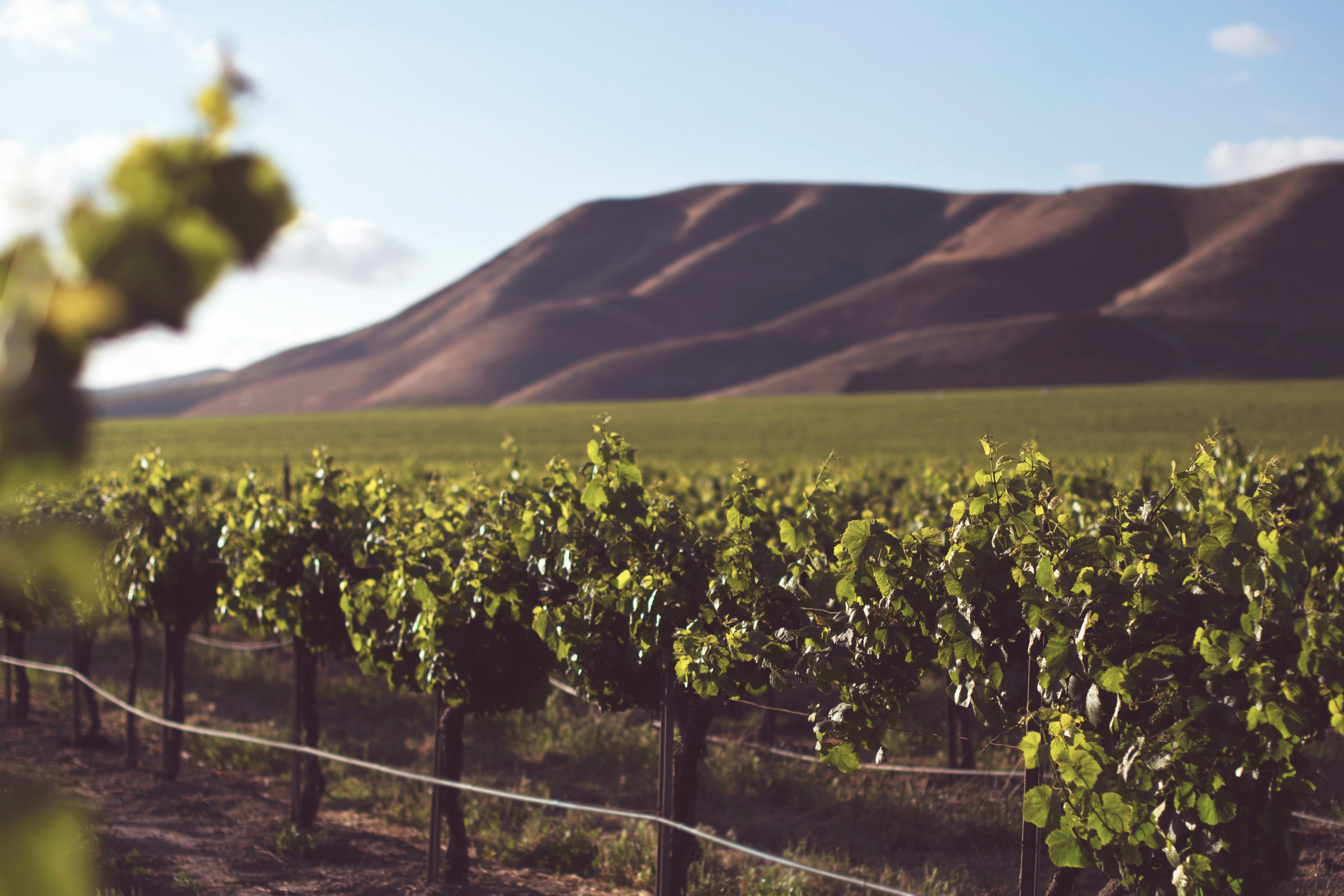 Verdejo – Frisk og aromatisk hvidvin fra Spanien
