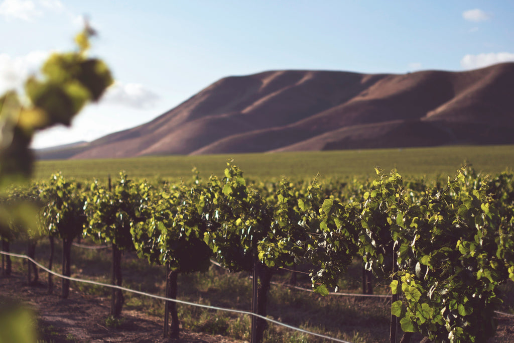 Verdejo – Frisk og aromatisk hvidvin fra Spanien