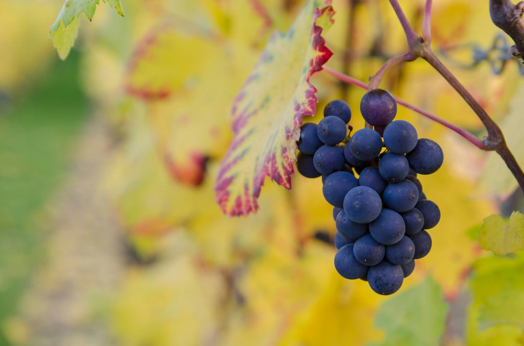 Graciano – kompleksitet og struktur fra Rioja